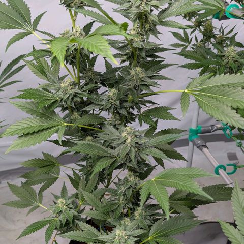 Blue Sunset  growlog timeline photo