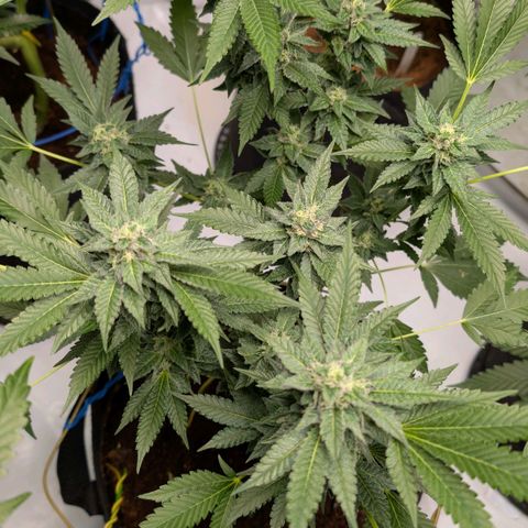 Blue Sunset  growlog timeline photo