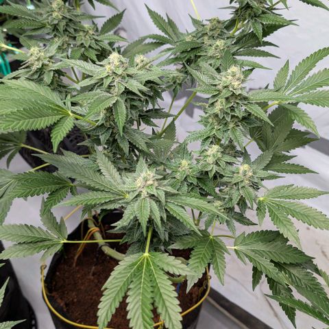 Blue Sunset  growlog timeline photo