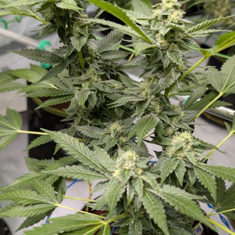 Blue Sunset  growlog timeline photo