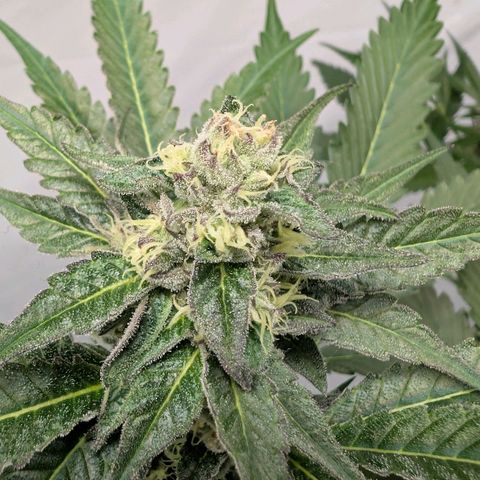 Blue Sunset  growlog timeline photo