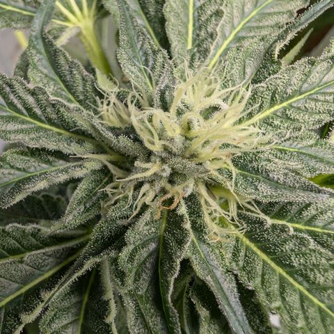 Cherry Bacio  growlog timeline photo