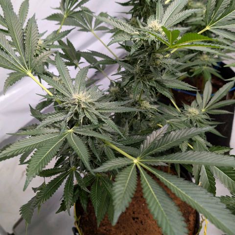 Cherry Bacio  growlog photo: Die große hat gezwittert. Pollen gesammelt. Gezielter Bestäubung versucht. Hoffen auf gute Samen.