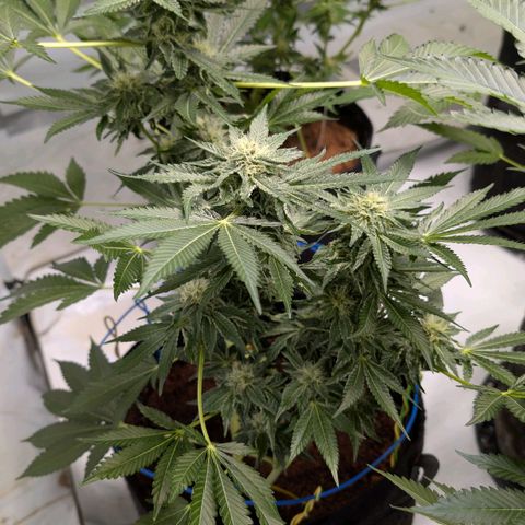 Cherry Bacio  growlog photo: Die große hat gezwittert. Pollen gesammelt. Gezielter Bestäubung versucht. Hoffen auf gute Samen.