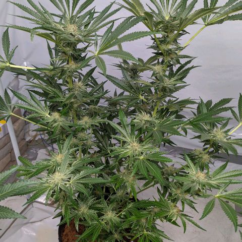 Cherry Bacio  growlog photo: Die große hat gezwittert. Pollen gesammelt. Gezielter Bestäubung versucht. Hoffen auf gute Samen.