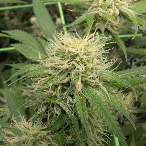 Citrus Fuel (Semi) Automatic growlog timeline photo