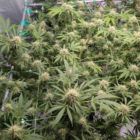 Citrus Fuel (Semi) Automatic growlog timeline photo