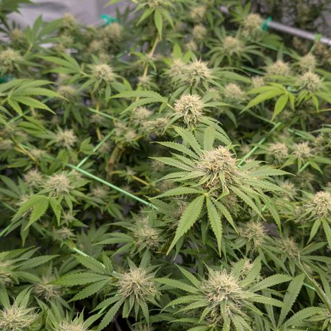 Citrus Fuel (Semi) Automatic growlog timeline photo