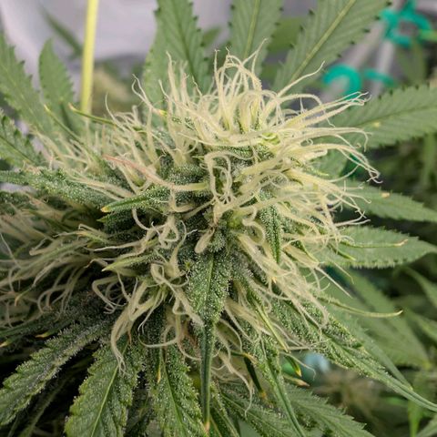 Citrus Fuel (Semi) Automatic growlog timeline photo
