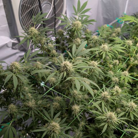 Citrus Fuel (Semi) Automatic growlog timeline photo