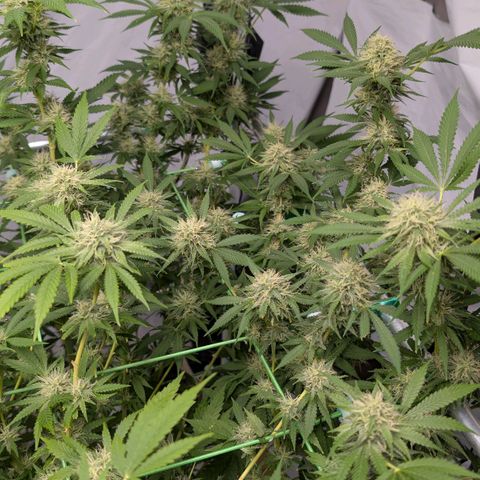 Citrus Fuel (Semi) Automatic growlog timeline photo