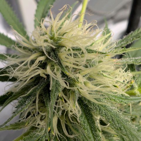 Citrus Fuel (Semi) Automatic growlog timeline photo