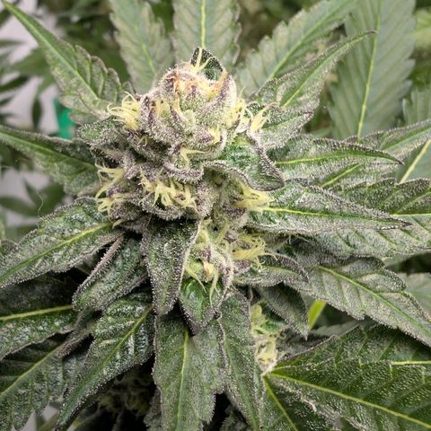 Blue Sunset  growlog timeline photo