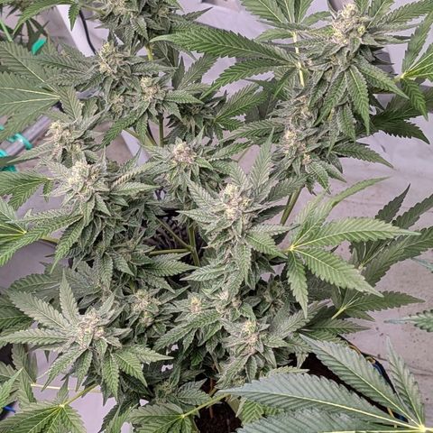 Blue Sunset  growlog timeline photo