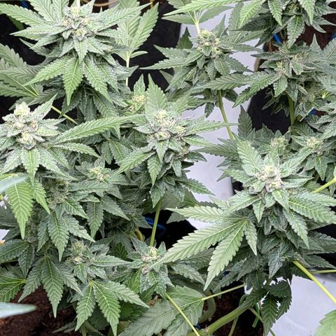 Blue Sunset  growlog timeline photo