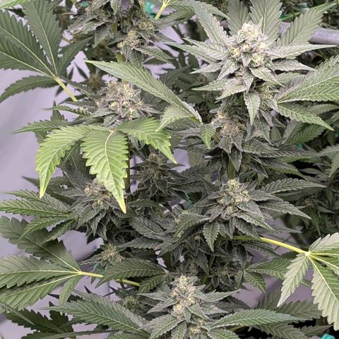 Blue Sunset  growlog timeline photo