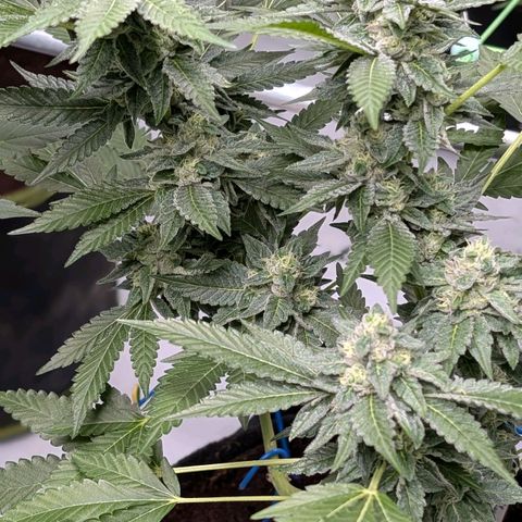 Blue Sunset  growlog timeline photo
