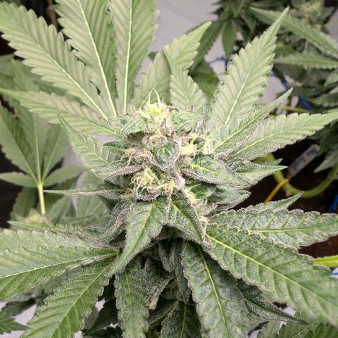 Blue Sunset  growlog timeline photo