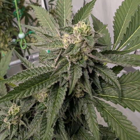 Blue Sunset  growlog timeline photo