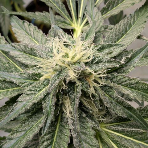 Cherry Bacio  growlog timeline photo