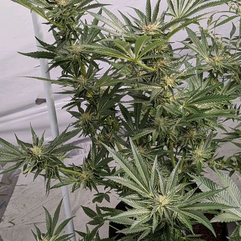 Cherry Bacio  growlog timeline photo