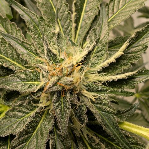 Cherry Bacio  growlog timeline photo