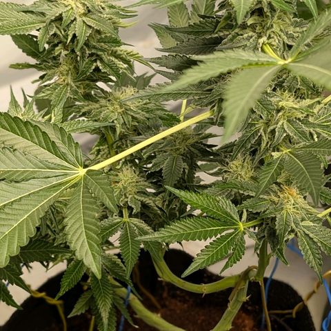 Cherry Bacio  growlog timeline photo