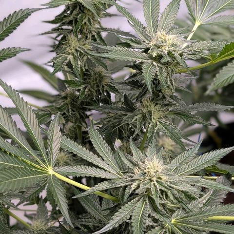 Cherry Bacio  growlog timeline photo