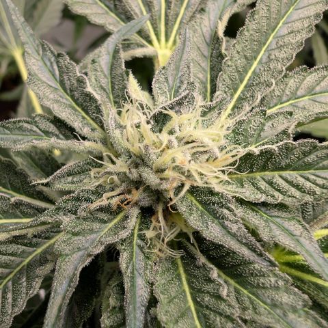 Cherry Bacio  growlog timeline photo
