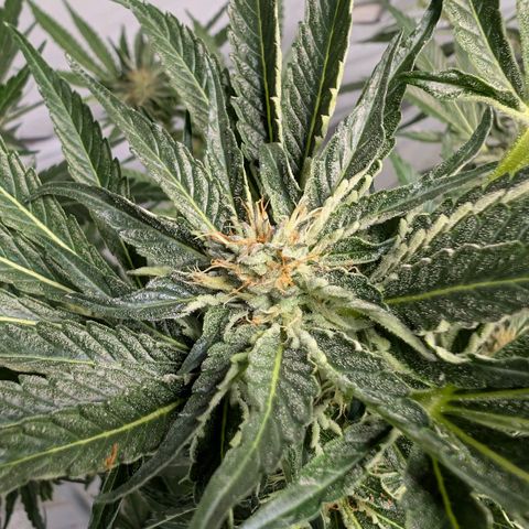 Cherry Bacio  growlog timeline photo
