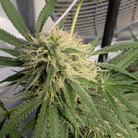 Citrus Fuel (Semi) Automatic growlog timeline photo