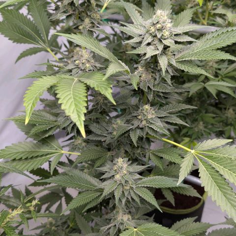 Blue Sunset  growlog timeline photo
