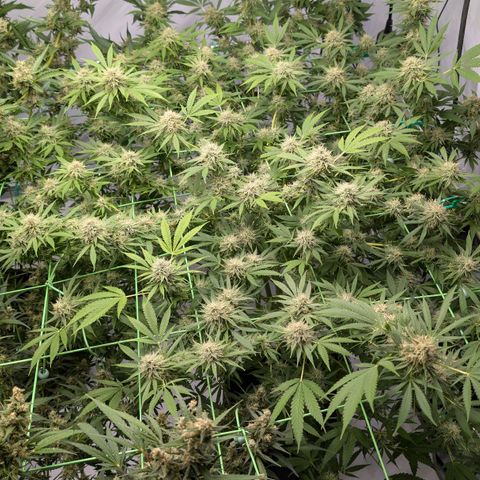 Citrus Fuel (Semi) Automatic growlog timeline photo