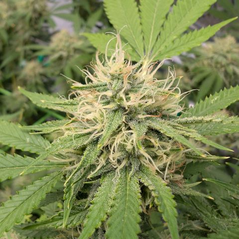 Citrus Fuel (Semi) Automatic growlog timeline photo