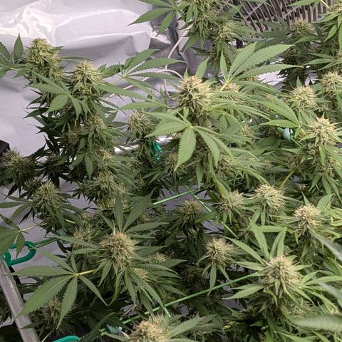 Citrus Fuel (Semi) Automatic growlog timeline photo