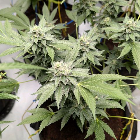 Blue Sunset  growlog timeline photo