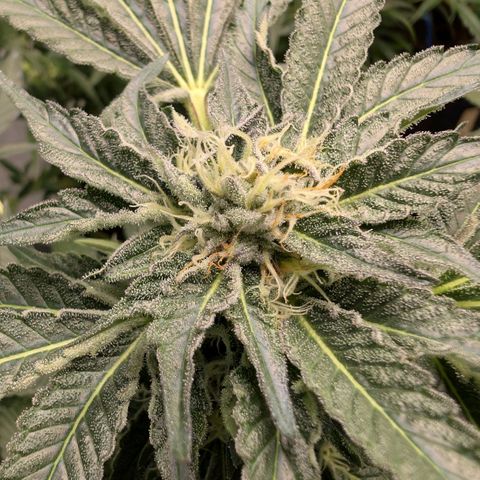 Cherry Bacio  growlog timeline photo