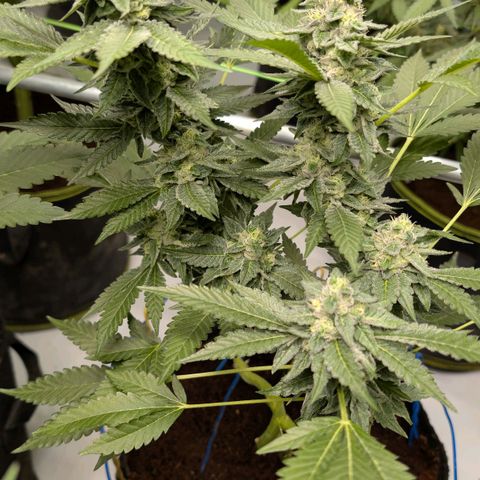 Blue Sunset  growlog timeline photo
