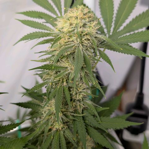 Citrus Fuel (Semi) Automatic growlog timeline photo