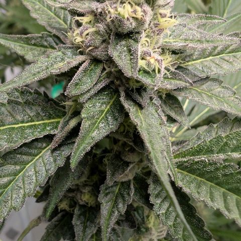 Blue Sunset  growlog timeline photo