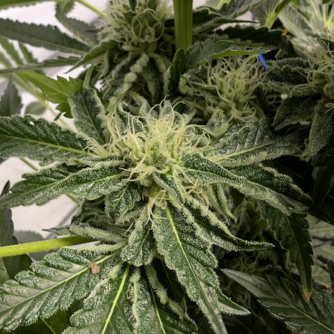 Cherry Bacio  growlog timeline photo