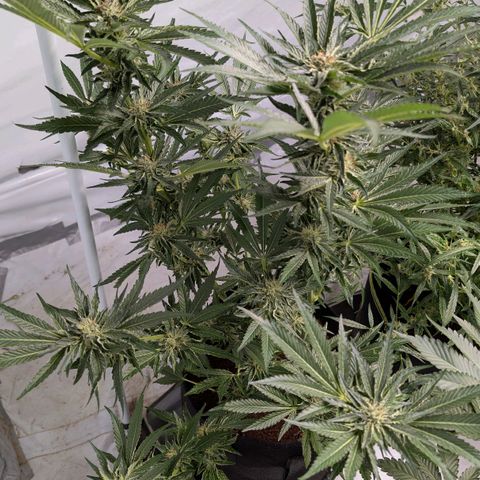 Cherry Bacio  growlog timeline photo