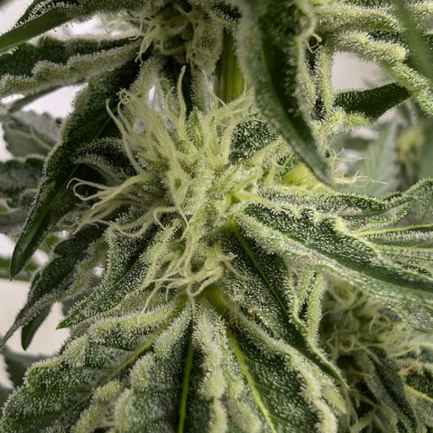 Cherry Bacio  growlog timeline photo