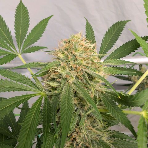 Citrus Fuel (Semi) Automatic growlog timeline photo