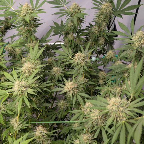 Citrus Fuel (Semi) Automatic growlog timeline photo
