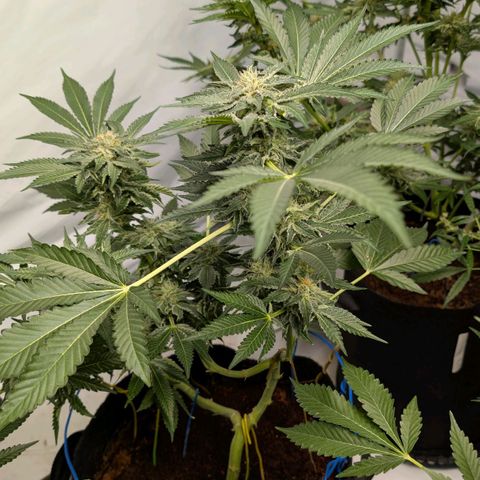 Cherry Bacio  growlog timeline photo