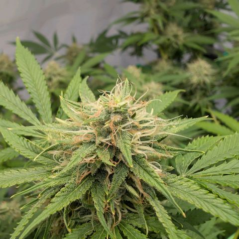 Citrus Fuel (Semi) Automatic growlog timeline photo