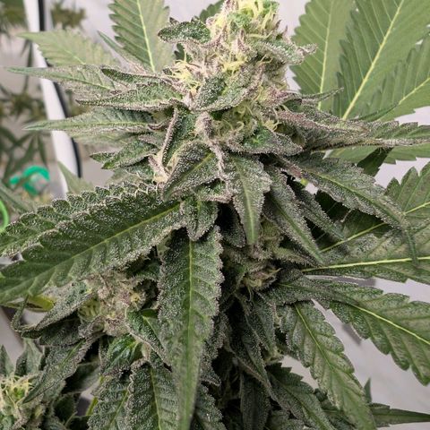 Blue Sunset  growlog timeline photo