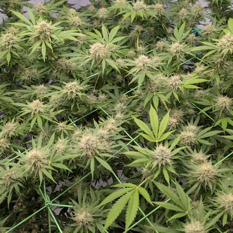 Citrus Fuel (Semi) Automatic growlog timeline photo