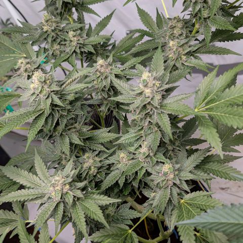 Blue Sunset  growlog timeline photo